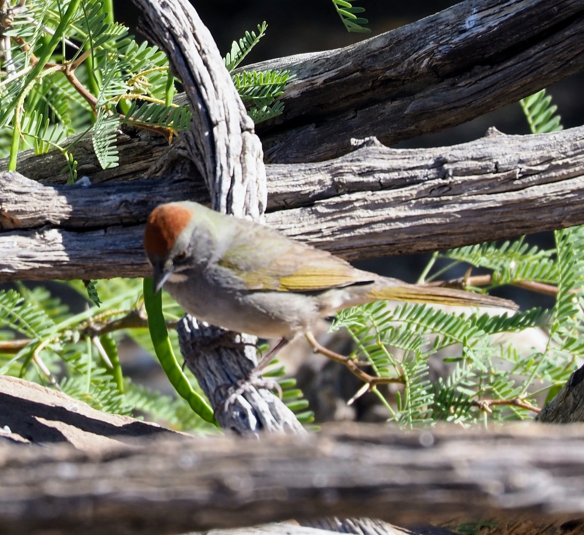 Grünschwanz-Grundammer - ML635656712