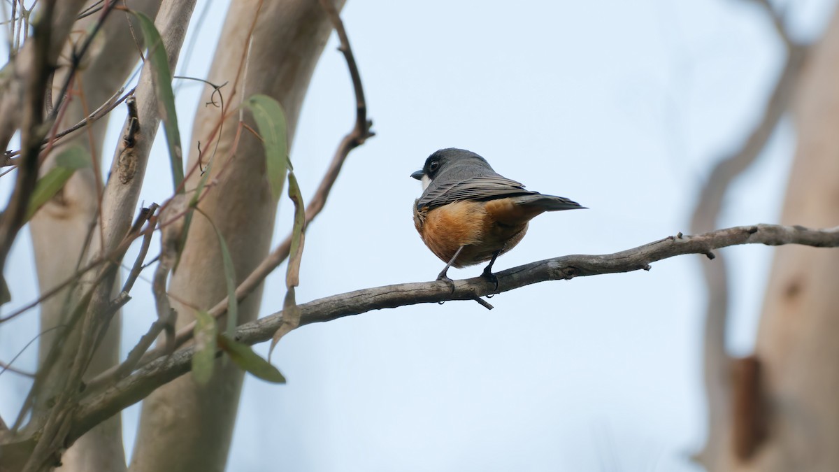 Rufous Whistler - ML635656714