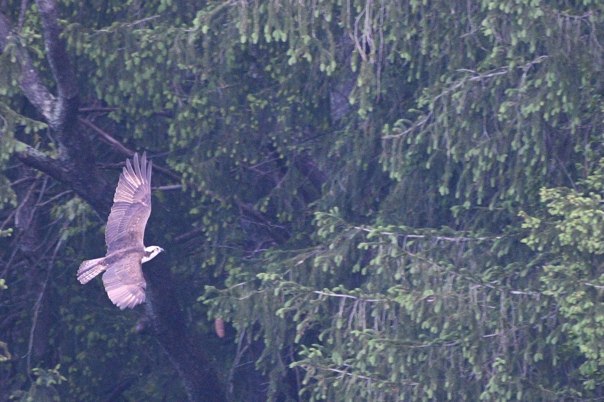 Osprey - ML635656715