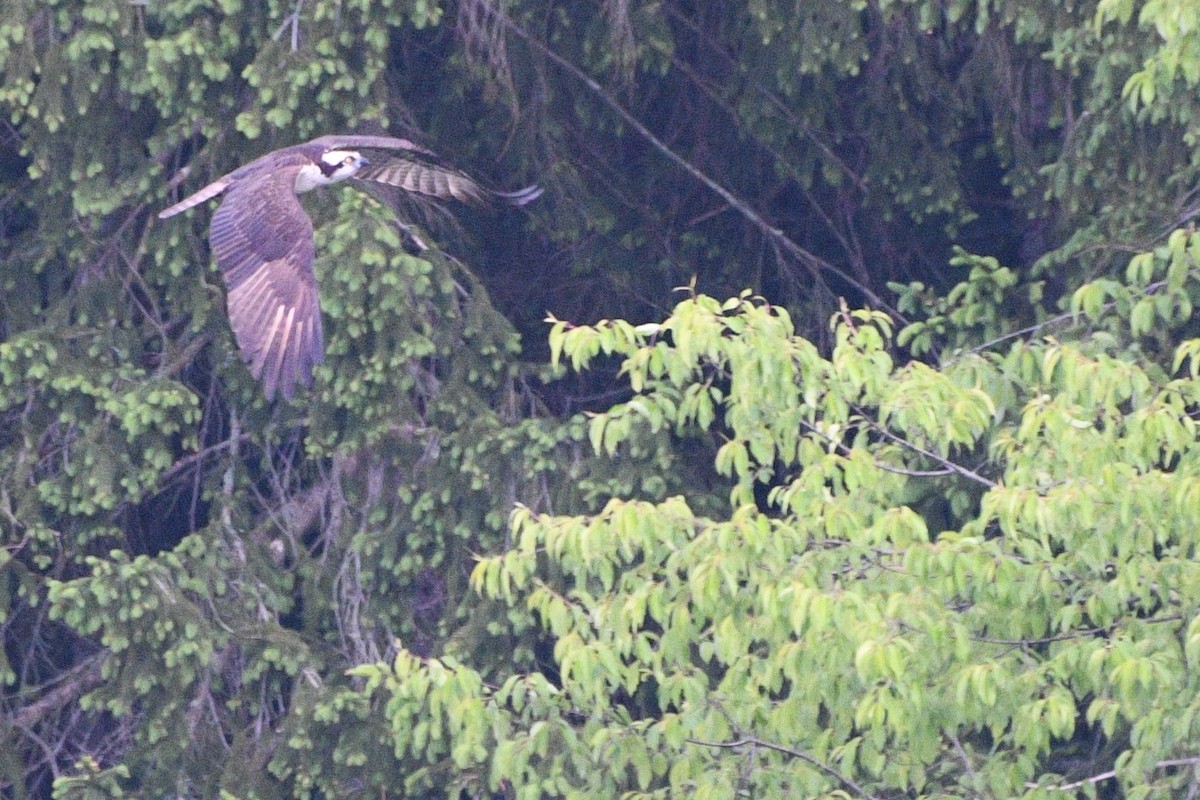 Osprey - ML635656716