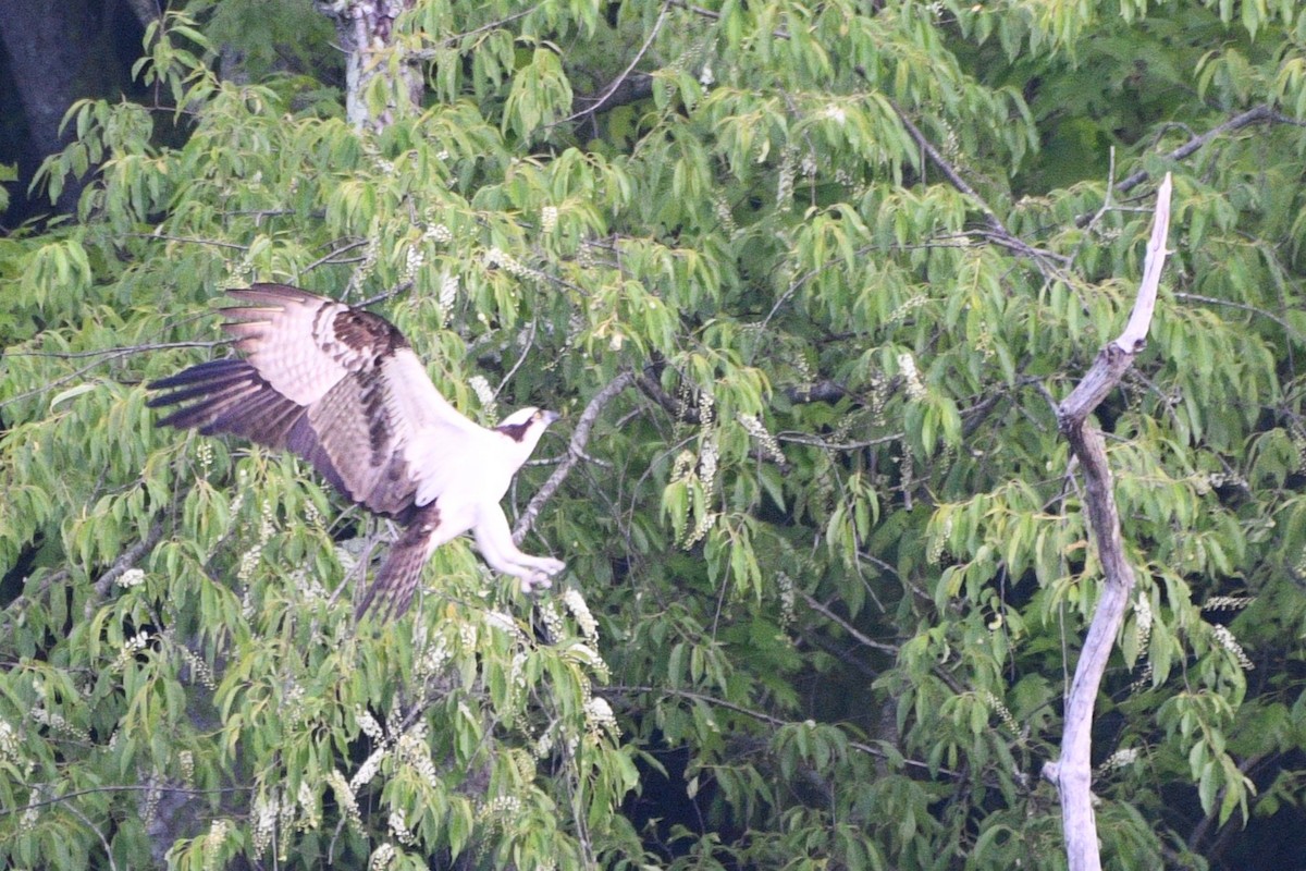 Osprey - ML635656717