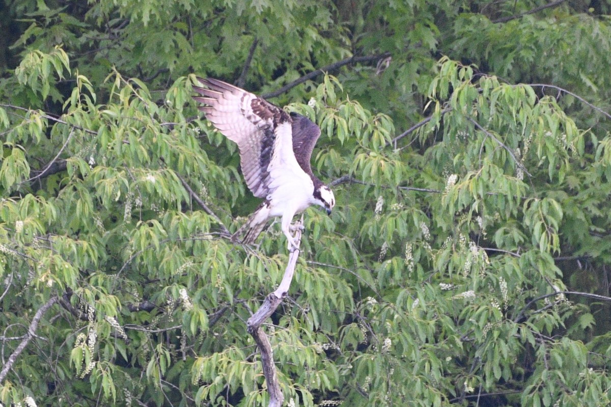 Osprey - ML635656718