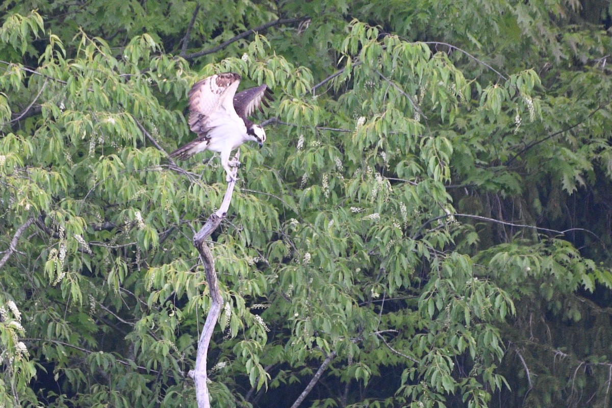 Osprey - ML635656719