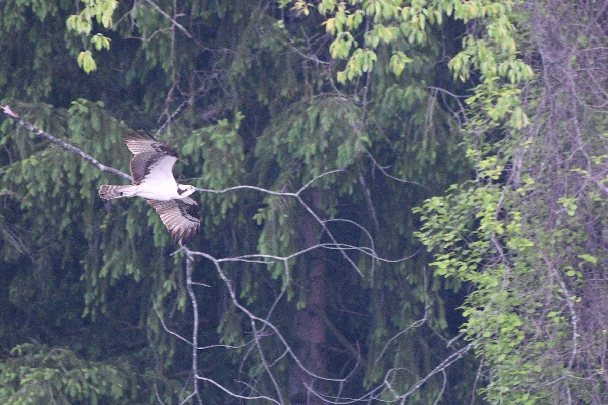 Osprey - ML635656720