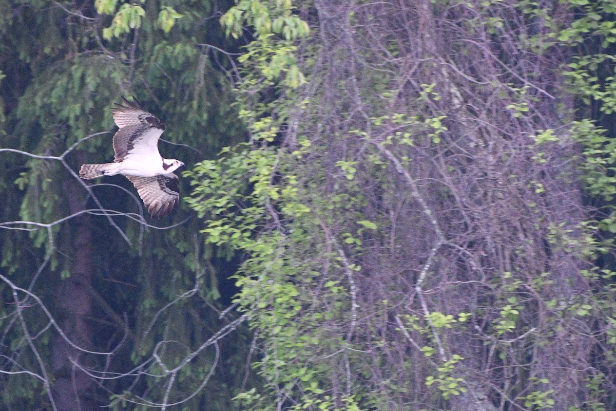 Osprey - ML635656721
