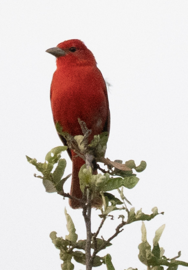 Summer Tanager - ML635656723