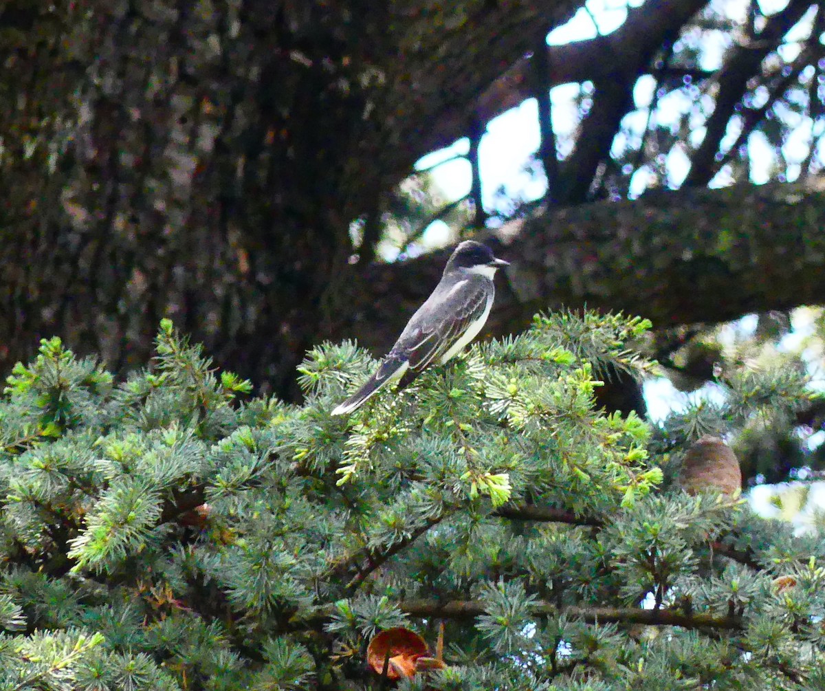 Eastern Kingbird - ML635656724