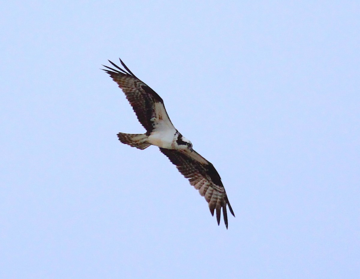Osprey - ML635656725
