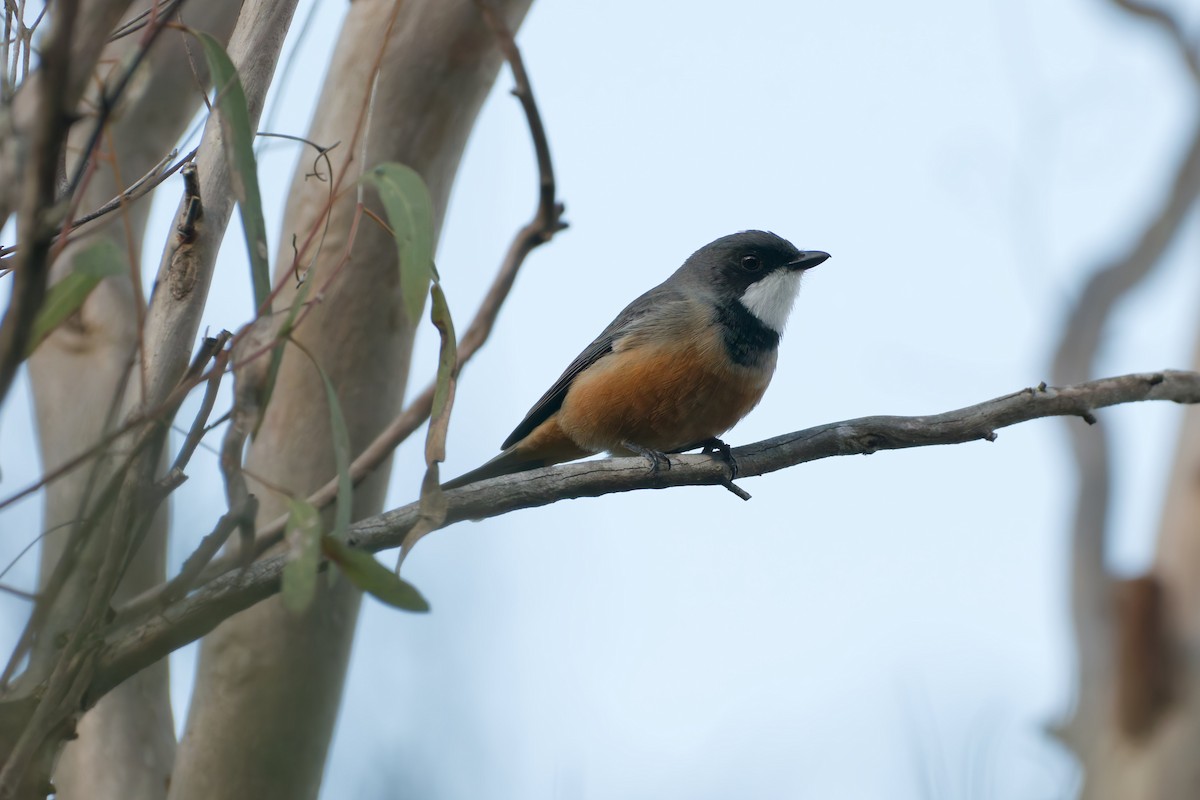 Rufous Whistler - ML635656726