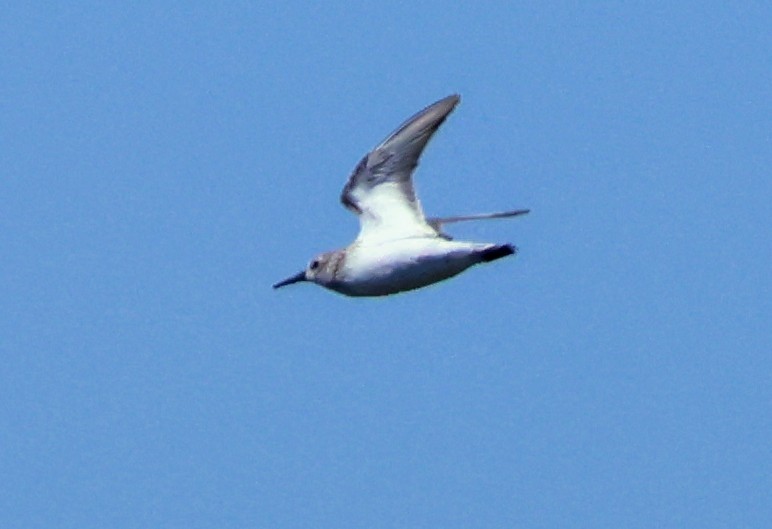 Western Sandpiper - ML635656727