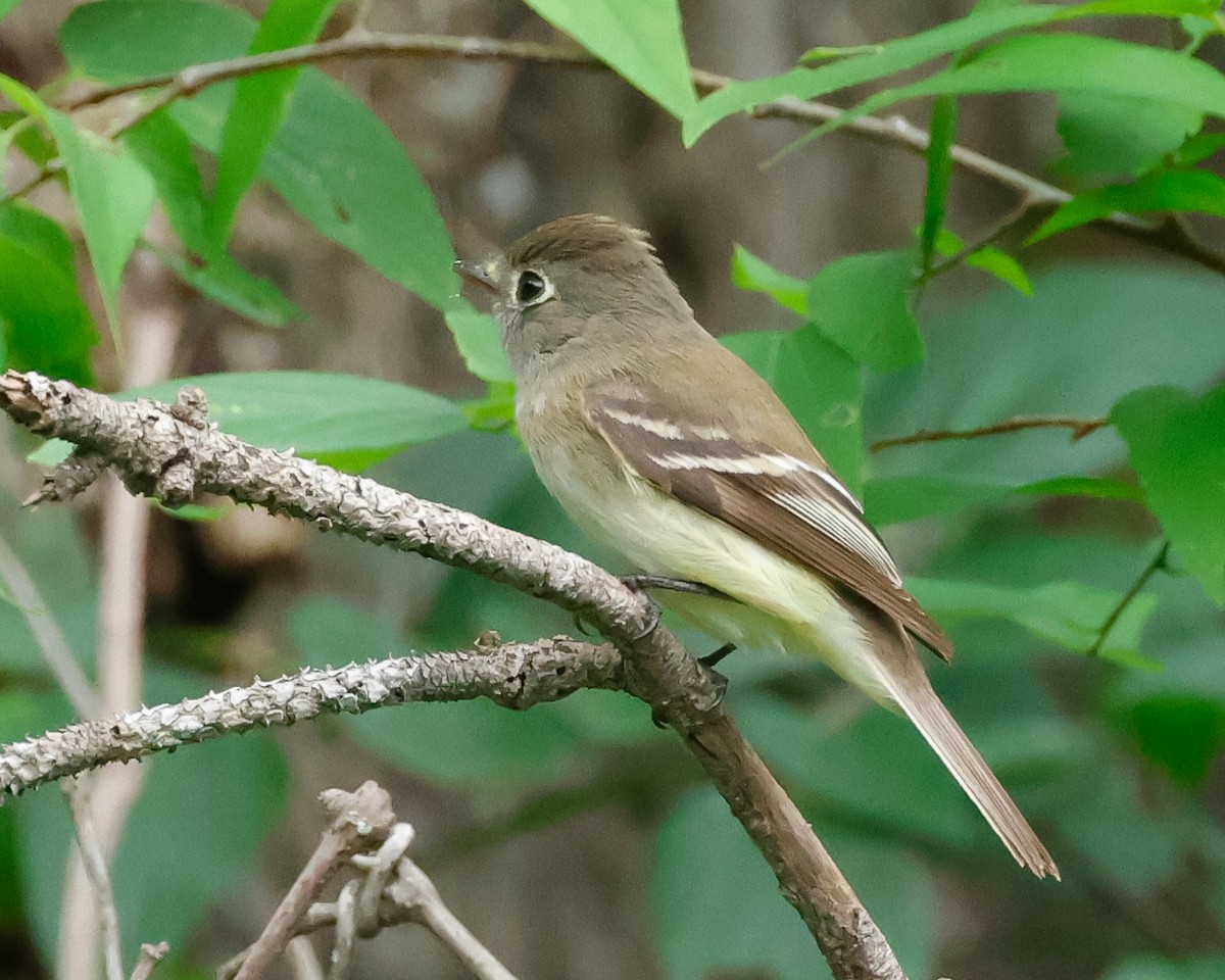 Least Flycatcher - ML635656728