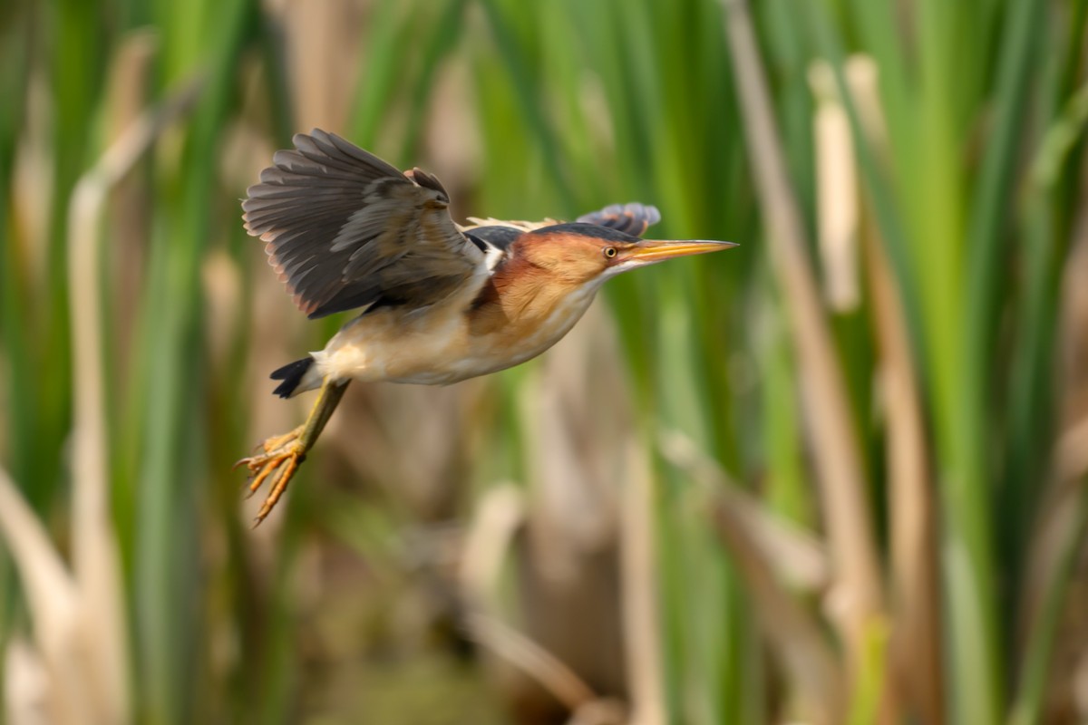 Least Bittern - ML635656729