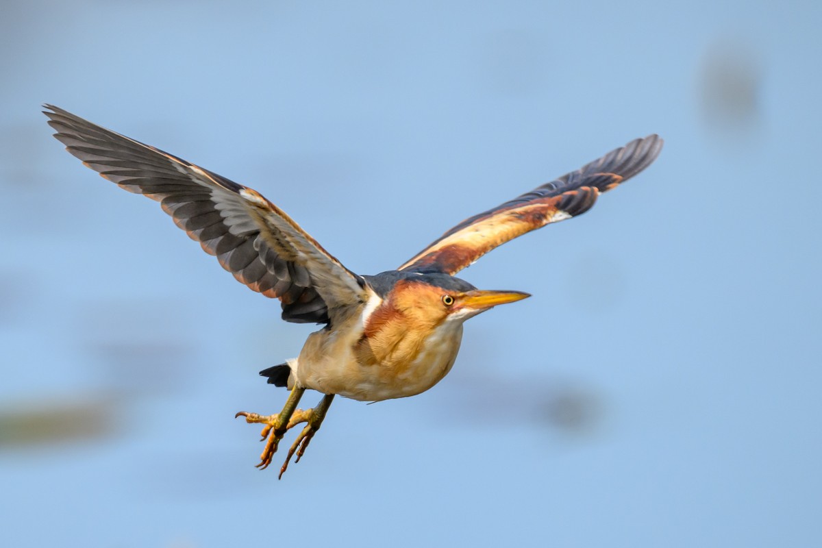 Least Bittern - ML635656730