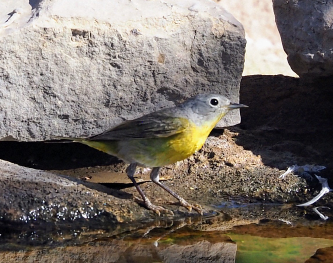 Rubinfleck-Waldsänger - ML635656732