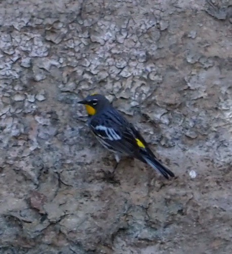 Kronenwaldsänger (Audubonwaldsänger) - ML635656742