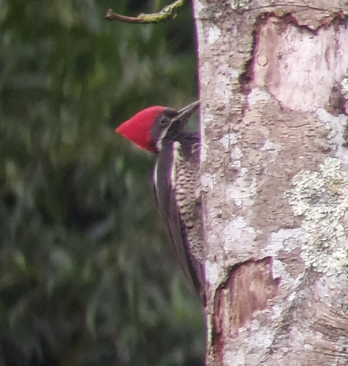 Lineated Woodpecker - ML635656761