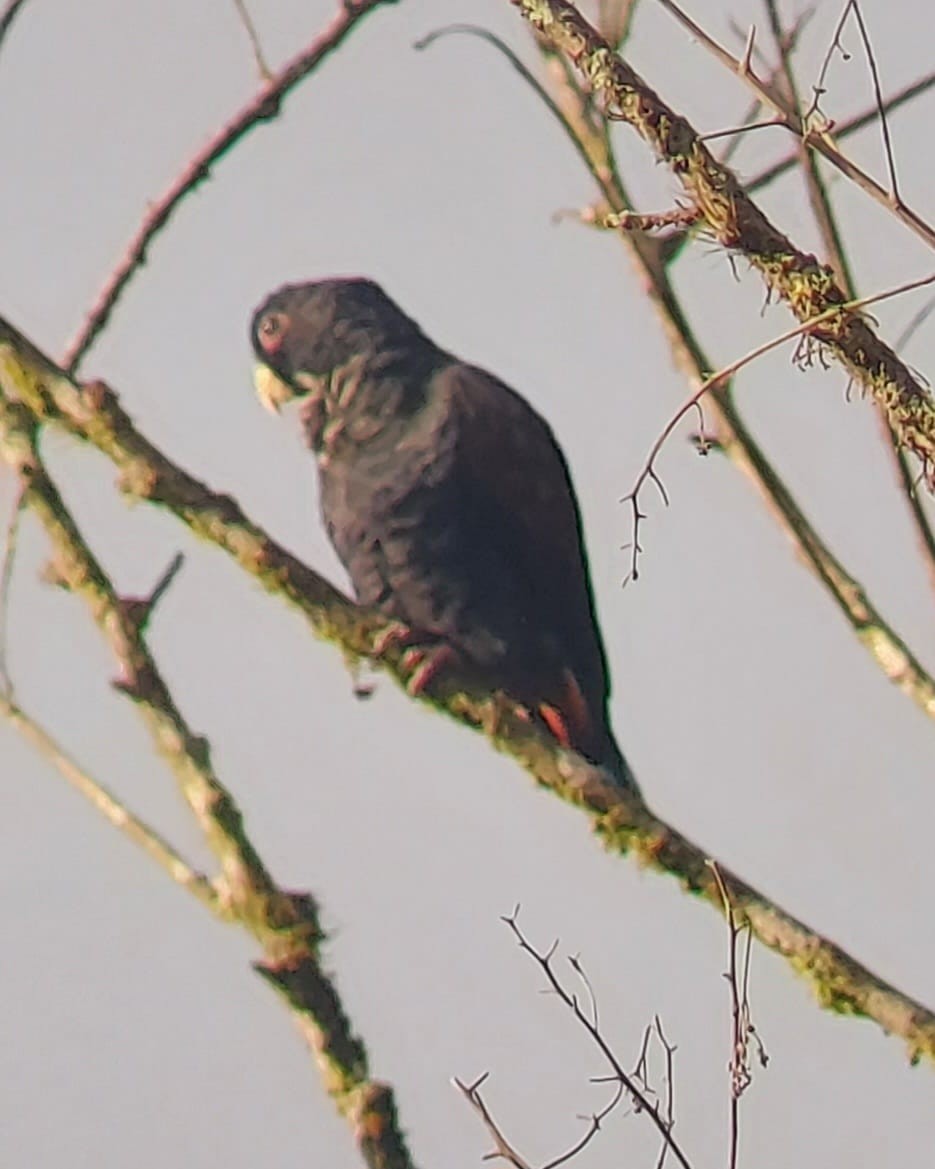 Bronze-winged Parrot - ML635656768