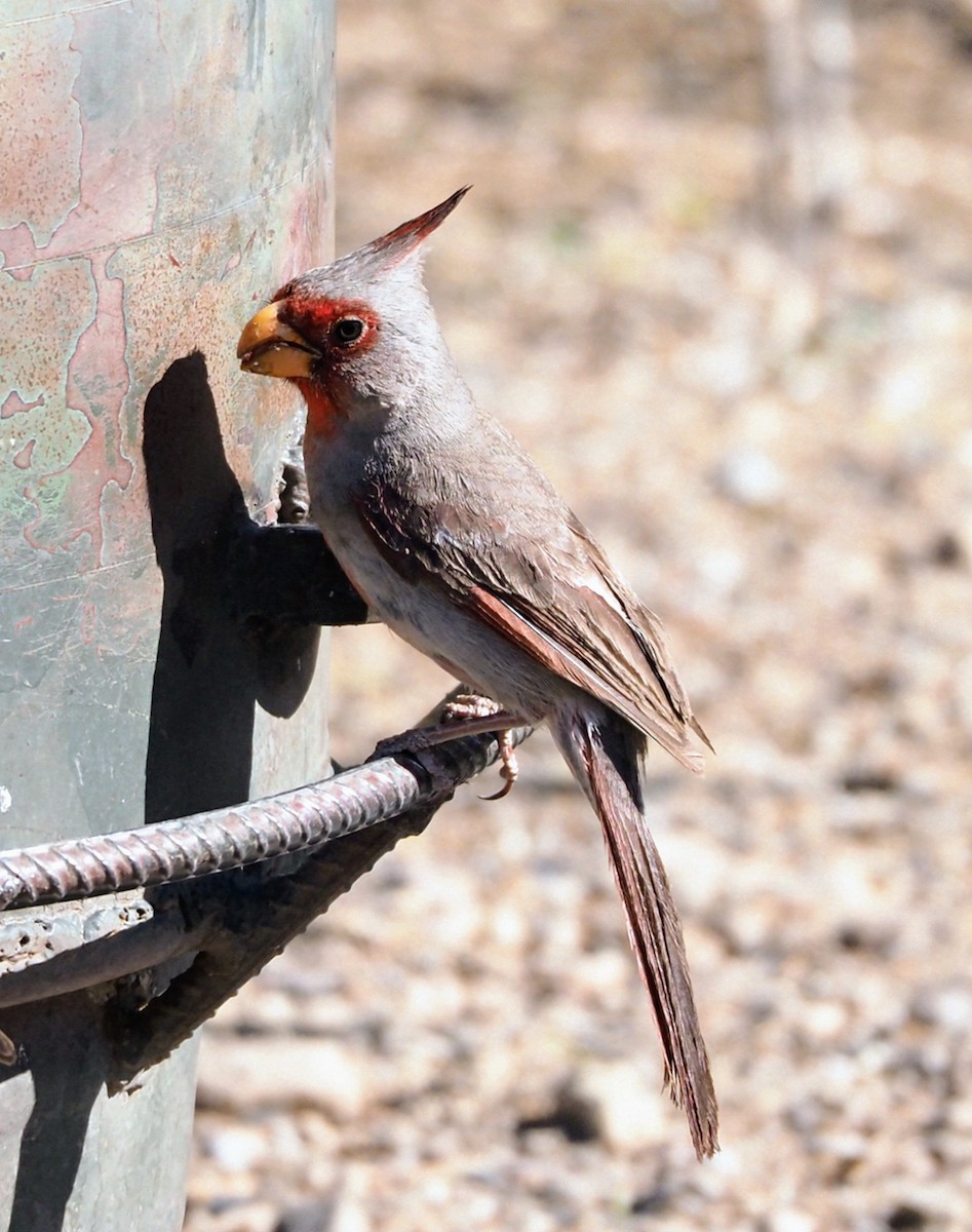 Schmalschnabelkardinal - ML635656769