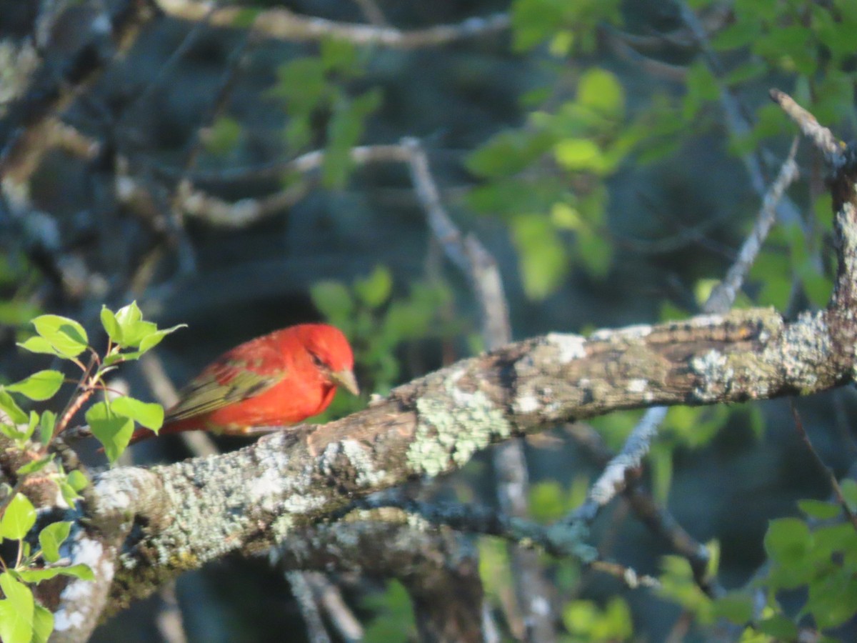 Summer Tanager - ML635656794