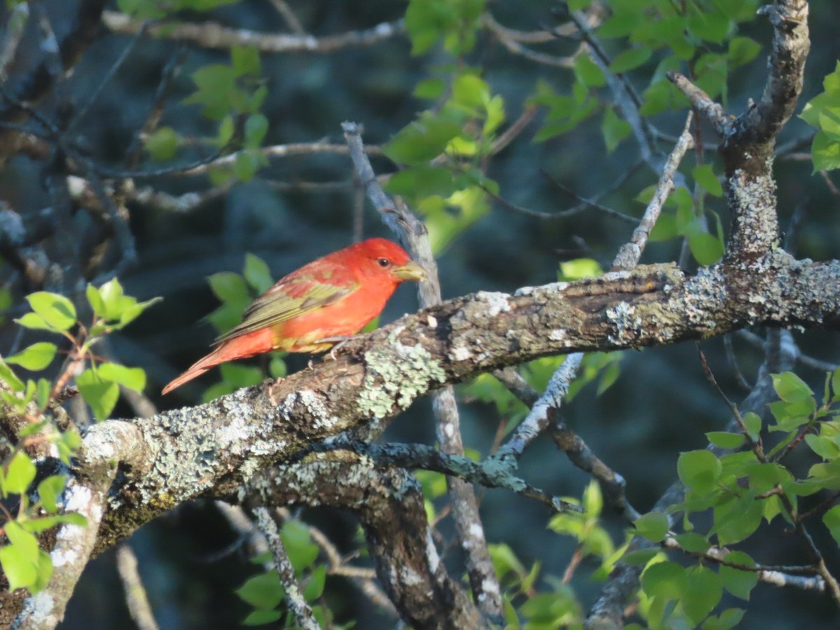 Summer Tanager - ML635656795