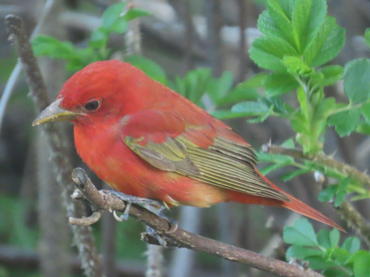 Summer Tanager - ML635656796