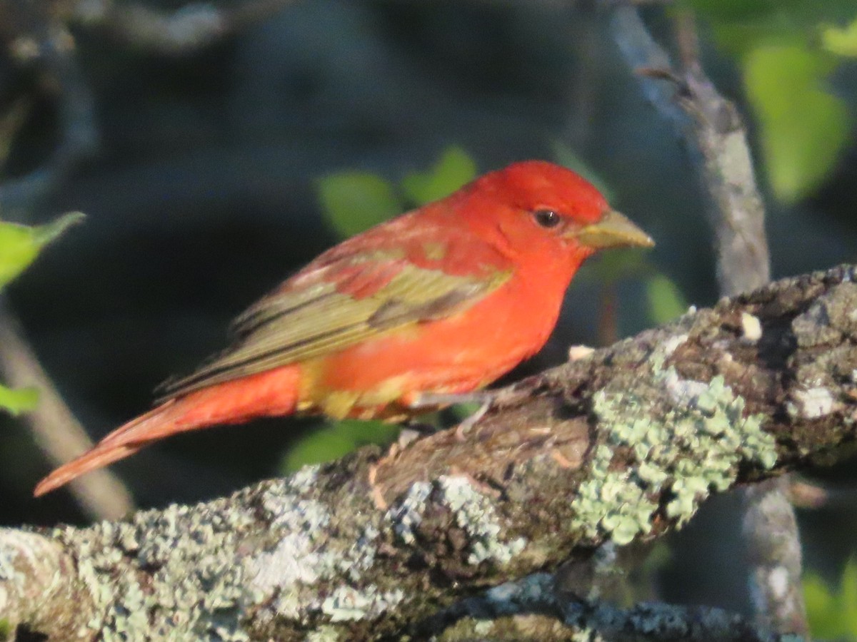 Summer Tanager - ML635656797