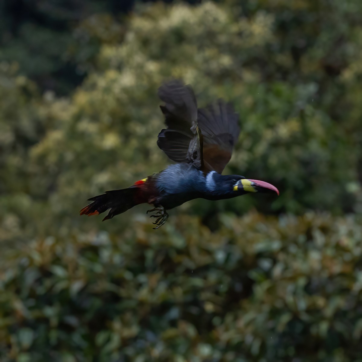 Gray-breasted Mountain-Toucan - ML635656855
