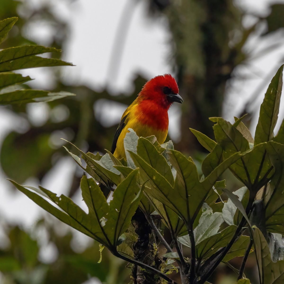 Red-hooded Tanager - ML635656881