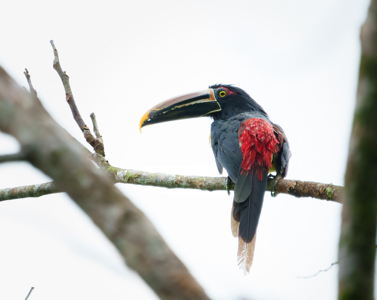 Kuşaklı/Soluk Gagalı Arasari - ML635656888