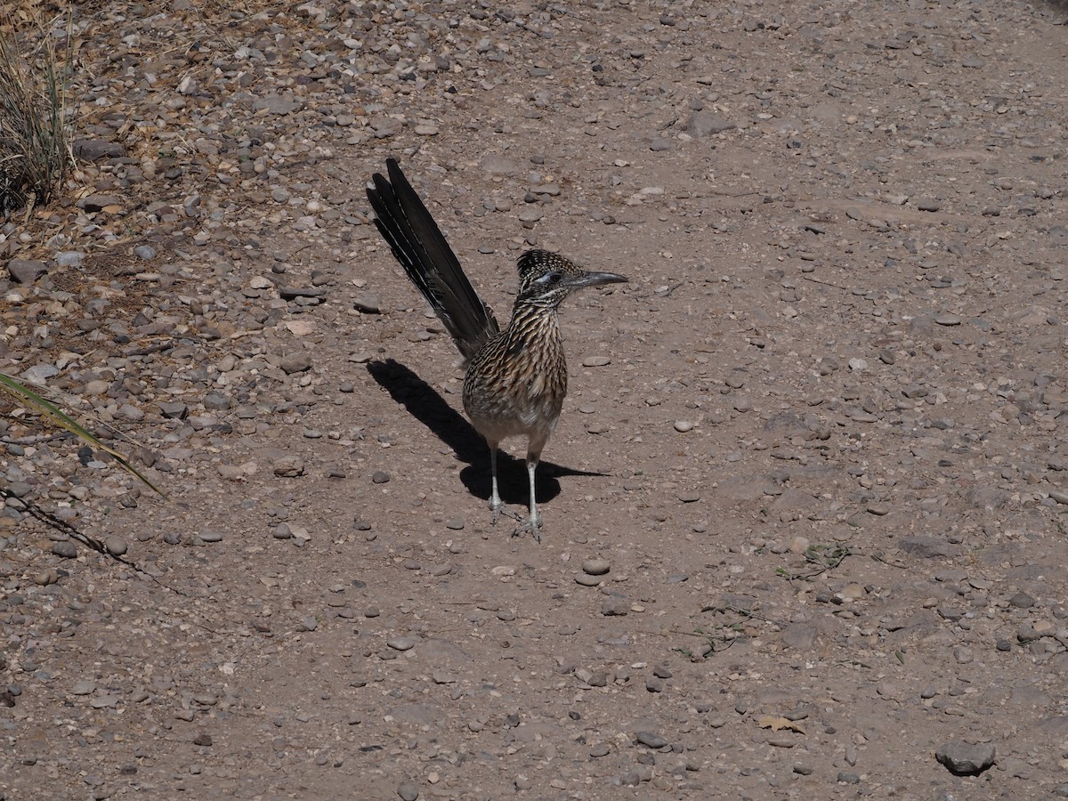 Wegekuckuck - ML635656944