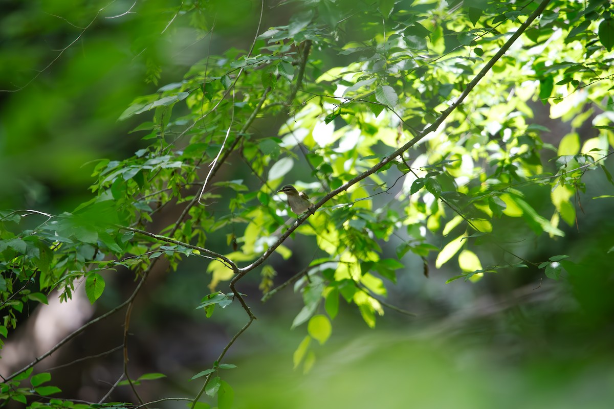 Blue-headed Vireo - ML635656958