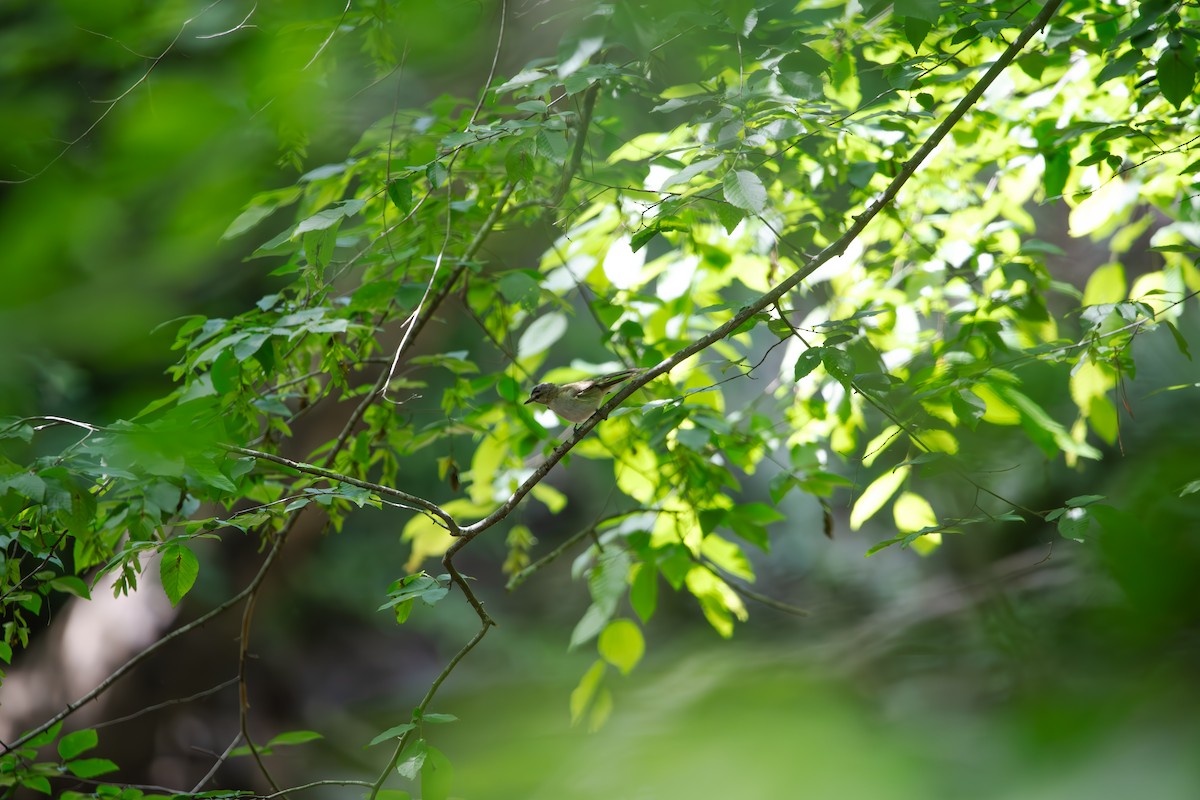 Blue-headed Vireo - ML635656959