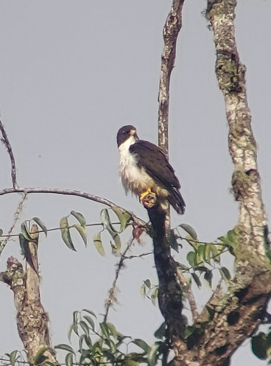 Short-tailed Hawk - ML635657002