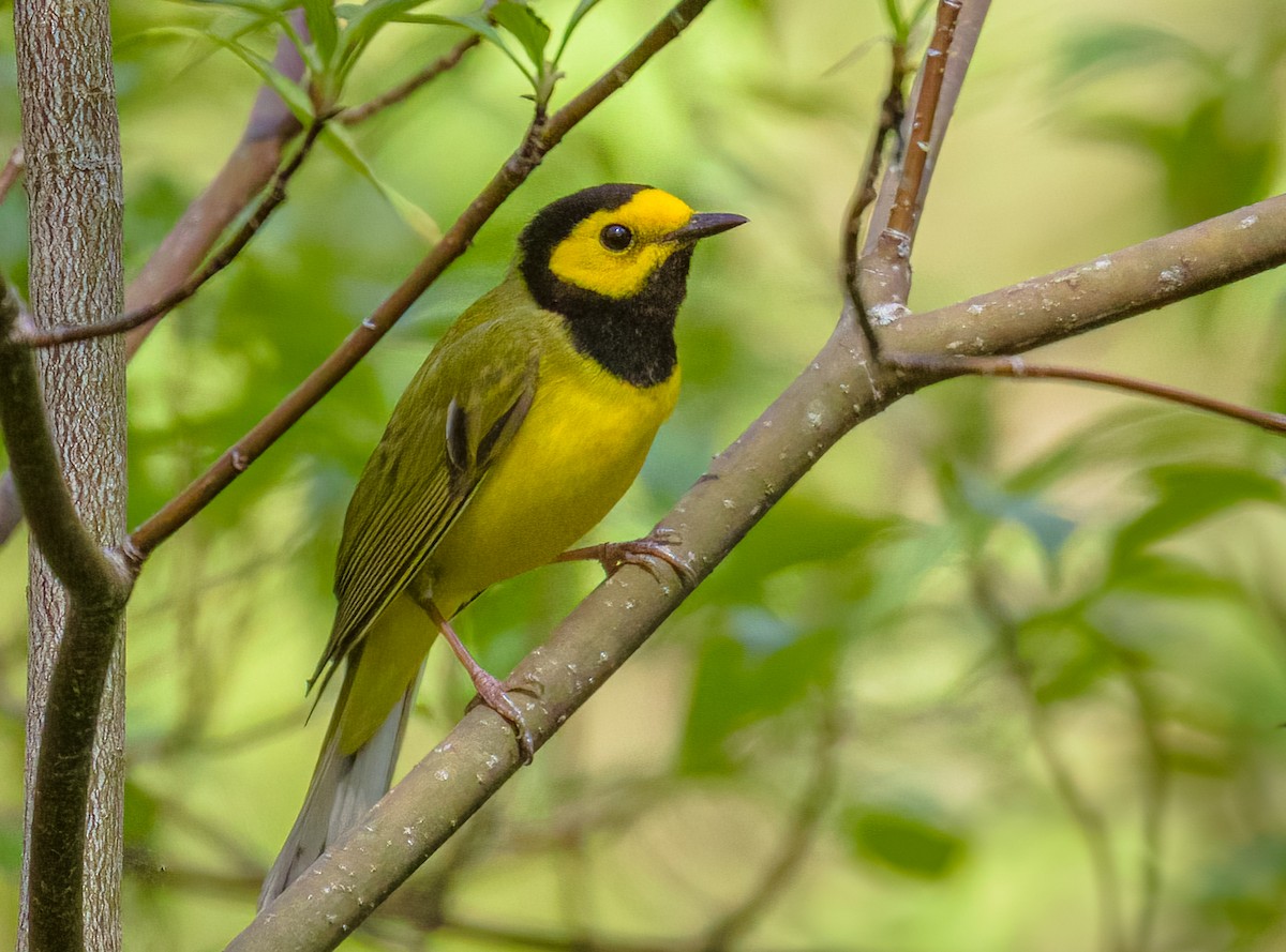 Hooded Warbler - ML635657018