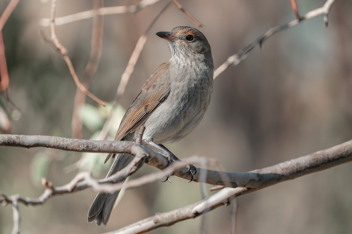 Gray Shrikethrush - ML635657056