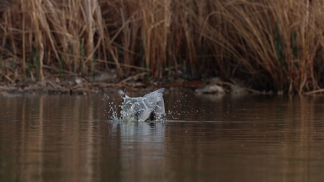 Great Blue Heron - ML635657071