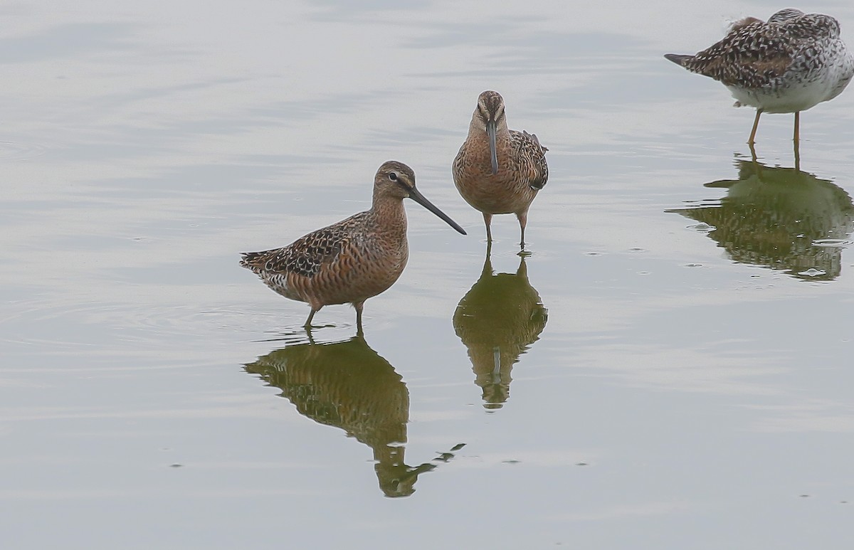 オオハシシギ - ML635657123