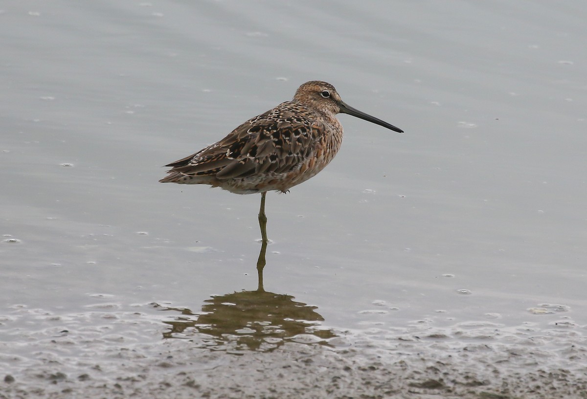 オオハシシギ - ML635657124