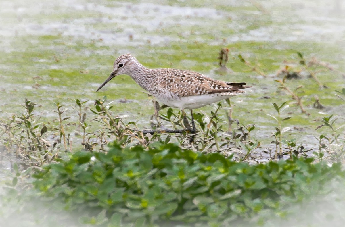 コシグロクサシギ - ML635657147