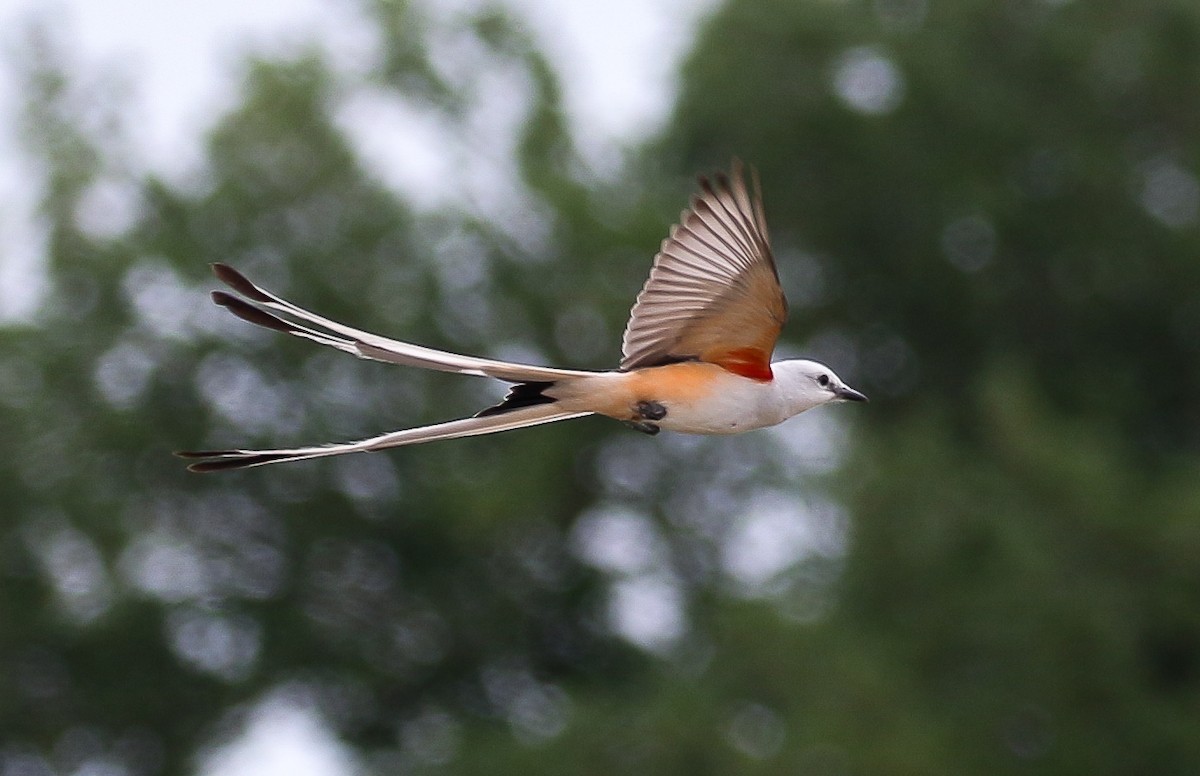 エンビタイランチョウ - ML635657183