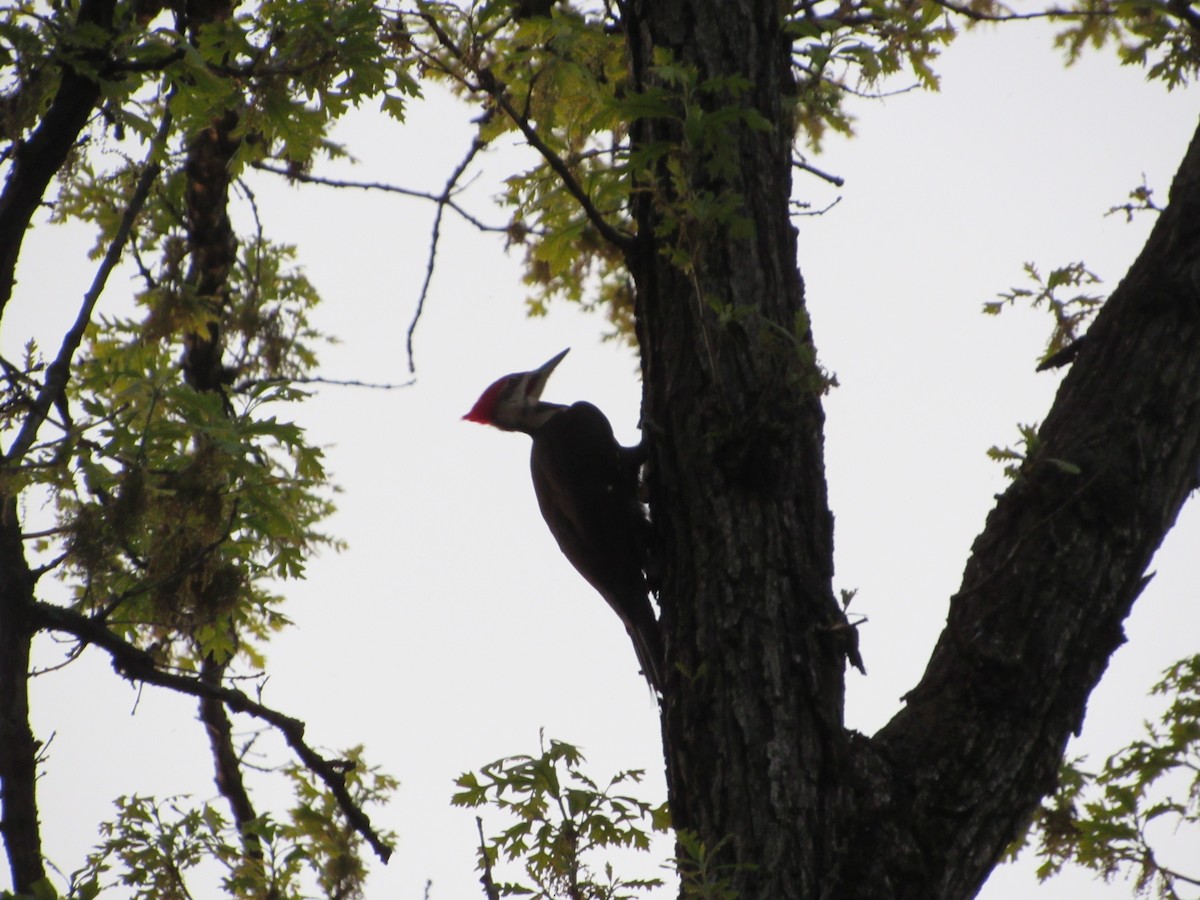 Pileated Woodpecker - ML635657263