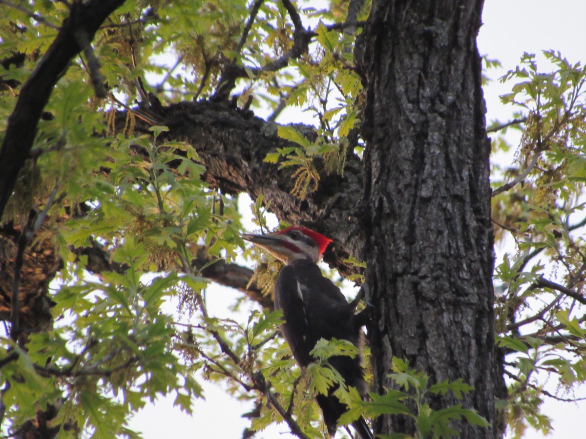 Pileated Woodpecker - ML635657264