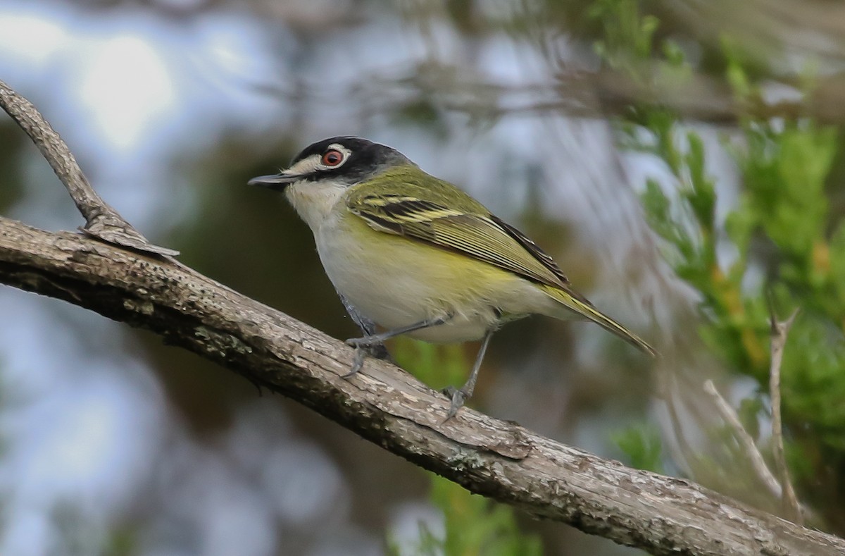 ズグロモズモドキ - ML635657265