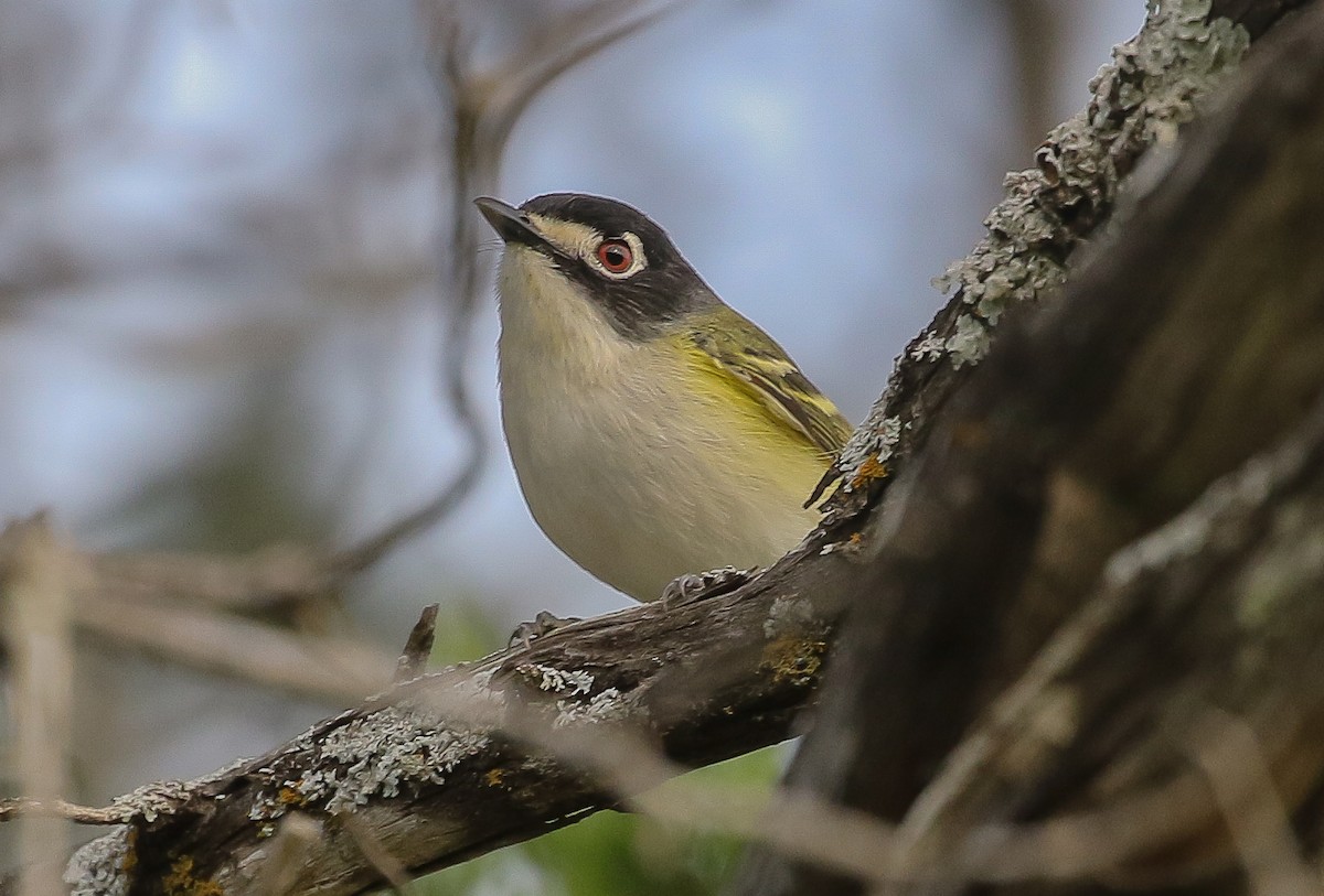 ズグロモズモドキ - ML635657266