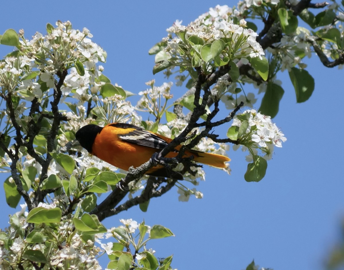 Baltimore Oriole - ML635657279
