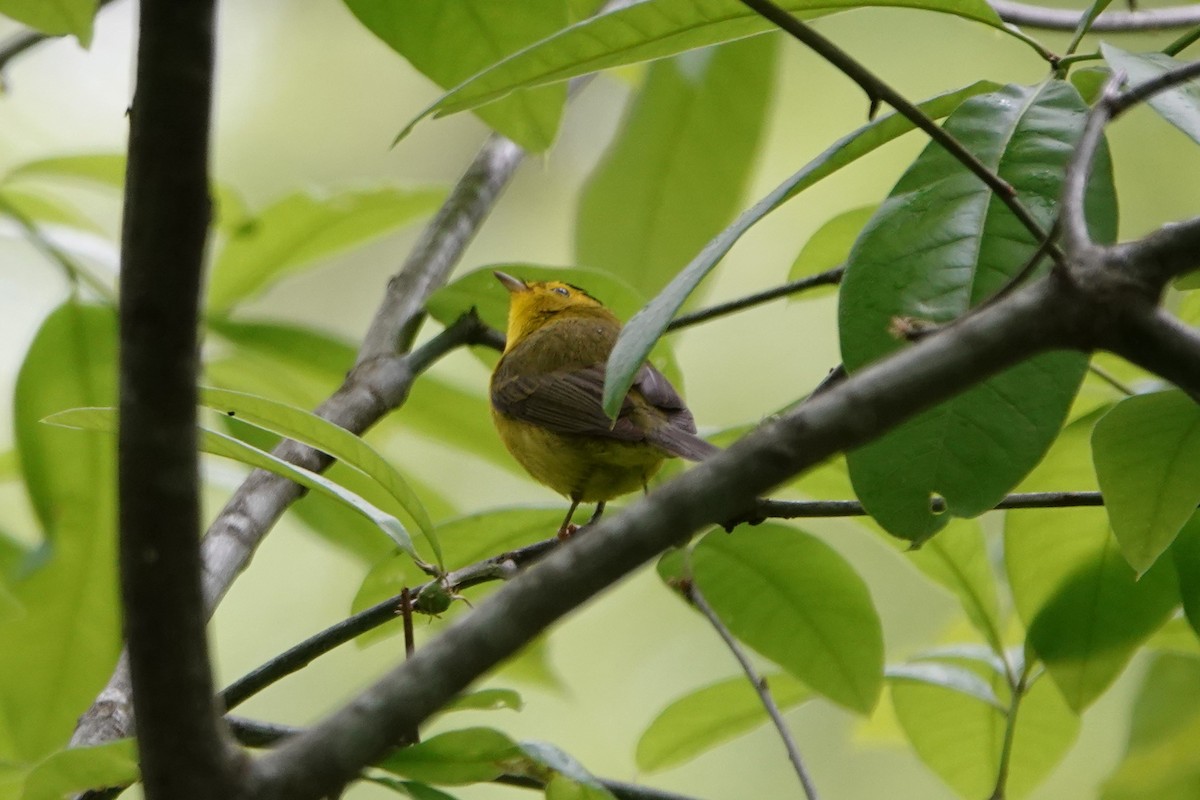 Wilson's Warbler - ML635657289