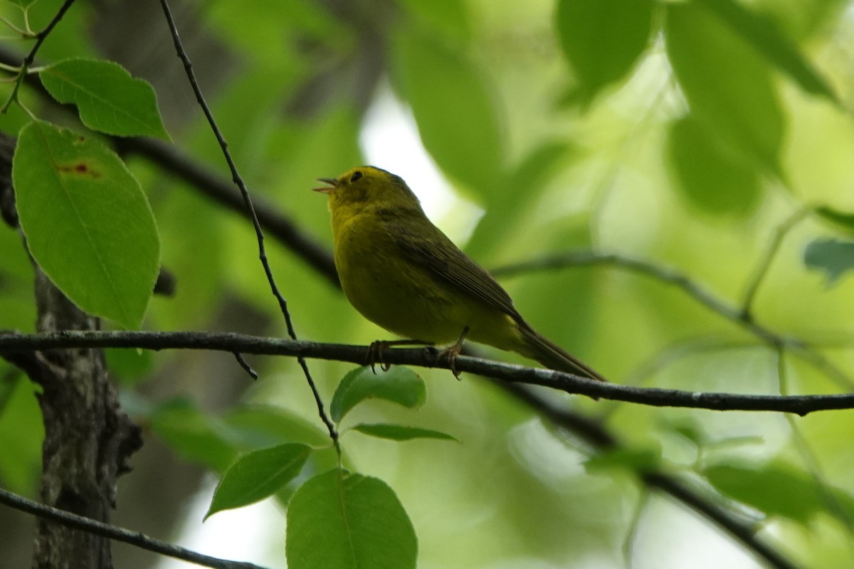 Wilson's Warbler - ML635657290