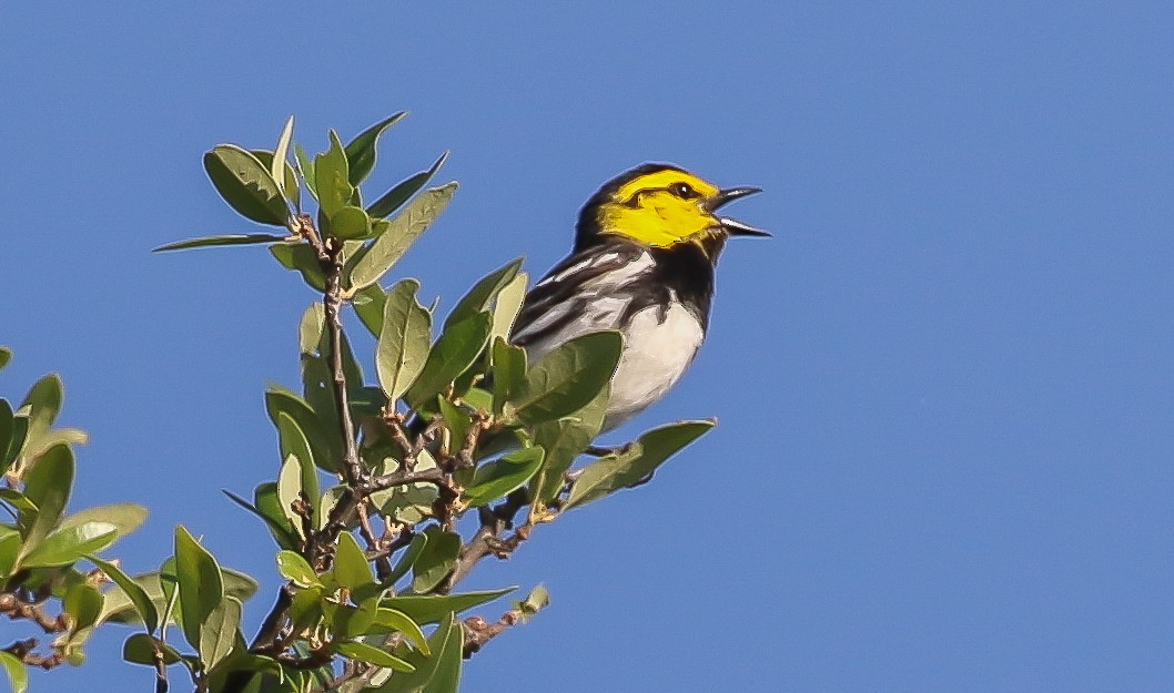 キホオアメリカムシクイ - ML635657303