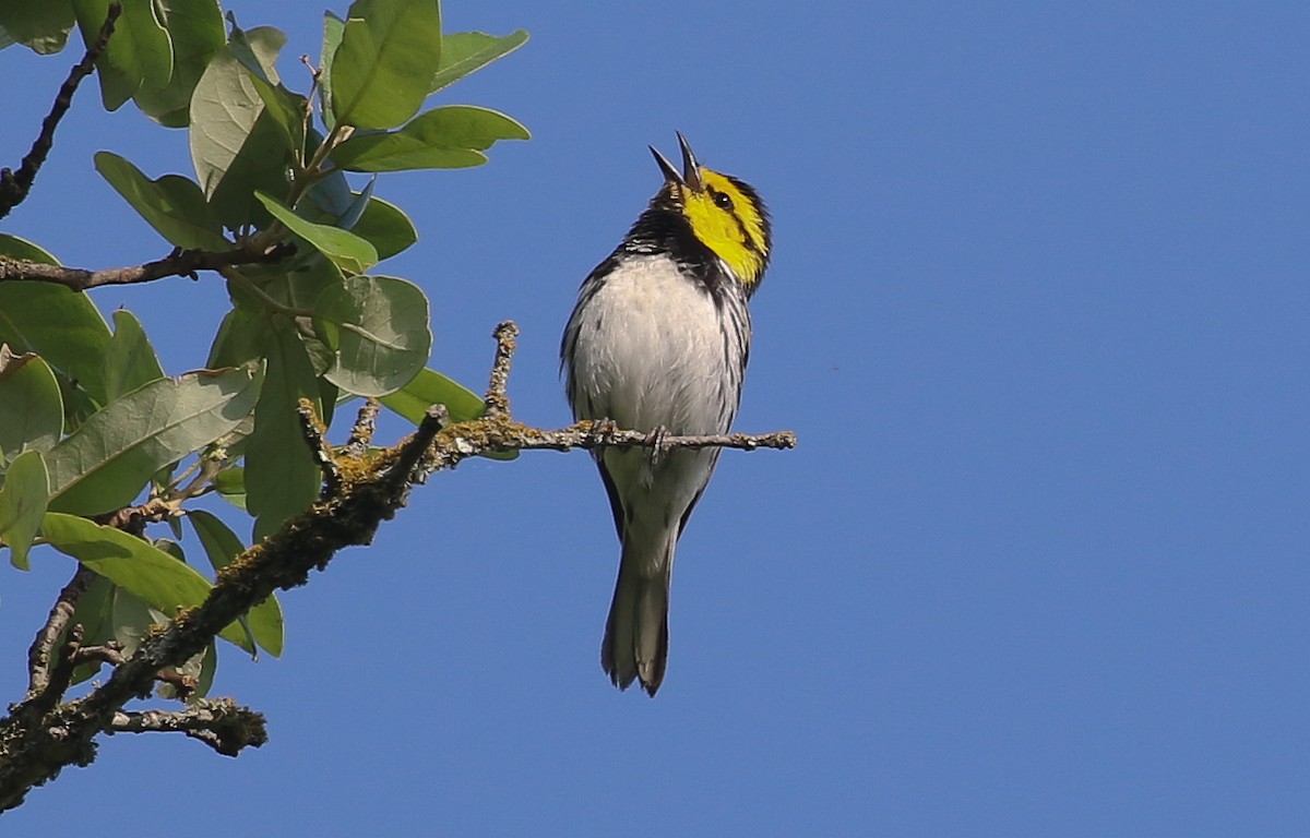 キホオアメリカムシクイ - ML635657304