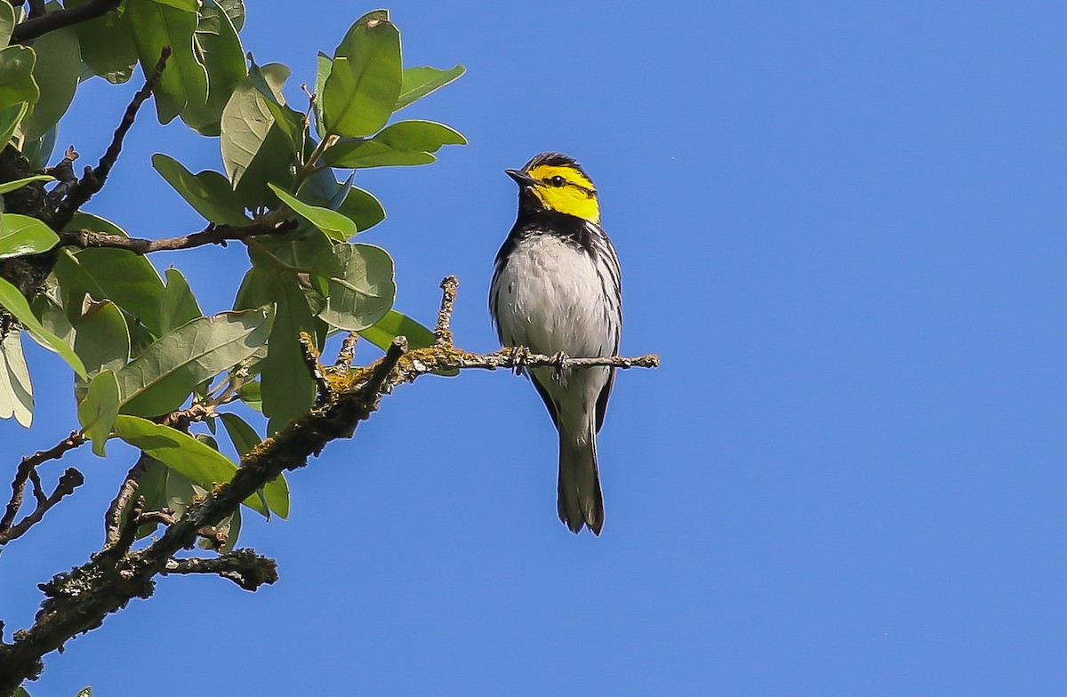 キホオアメリカムシクイ - ML635657305